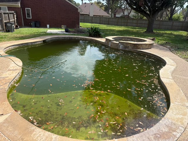 Green, algae-filled in-ground pool in the Houston area before green pool recovery